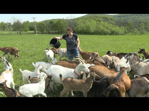 Podpořte naši farmu - pomozte nám pořídit foodtruck na výrobu sýru