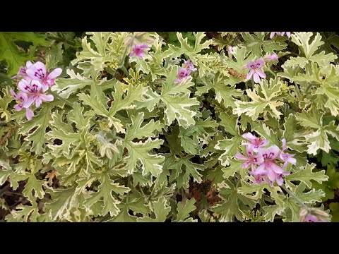 Pelargonium graveolens - Rose Mint Scented Geranium care