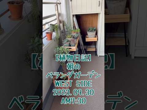 amenagement-balcon-lavande-pots-buis-boule aménagement balcon