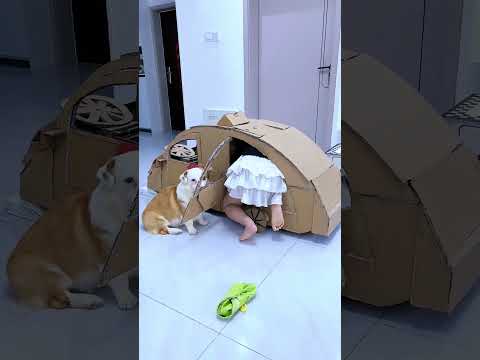 Dapin, a cute baby and cute pet who serves well. Director Mo and Dapin. The funny daily life of