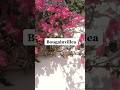 The prettiest flower in the Mediterranean. #bougainvillea