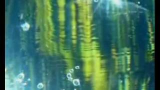 Spirogyra - Island