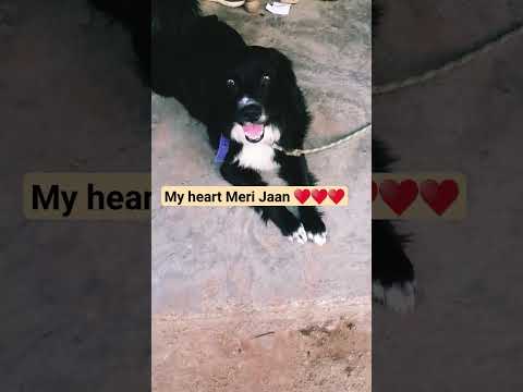 My Heart Meri Jaan ♥️♥️♥️💯💯 @yashvirchandel #shortsfeed #dog