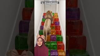 Download lagu SINGA Bolah Lewatt‼️ emadelhadedy2 mp3