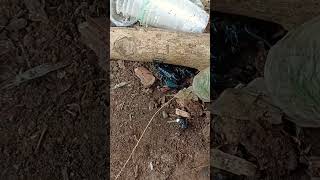 Download lagu Scorpion scorpion is scary #scorpion #scorpion #animal #animals mp3 Download lagu Scorpion scorpion is scary #scorpion #scorpion #animal #animals mp3