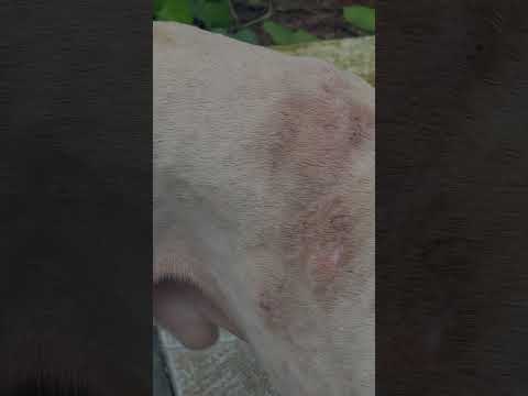 Kunjan #youtubeshorts #dogoargentino #dog #pitbull