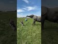 Wait For The Last Dangerous Elephant Short Video Short Elephant Video Waitfortwist