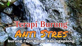 Download lagu Suara Gemericik Air, Terapi Air Untuk Burung Macet Bunyi, Rajin Bunyi dan Ngeplong mp3 Download lagu Suara Gemericik Air, Terapi Air Untuk Burung Macet Bunyi, Rajin Bunyi dan Ngeplong mp3