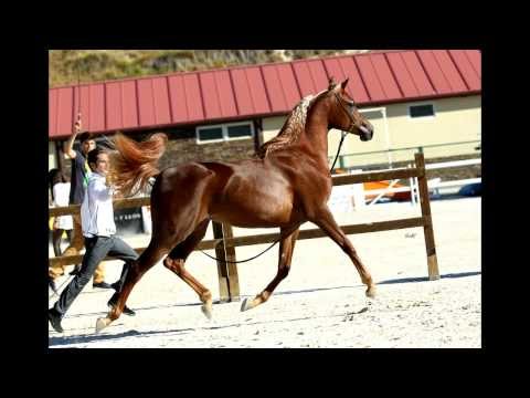 Filly Zahira Al Cape - Potra Zahira Al Cape