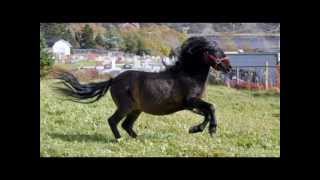 Newfoundland Pony