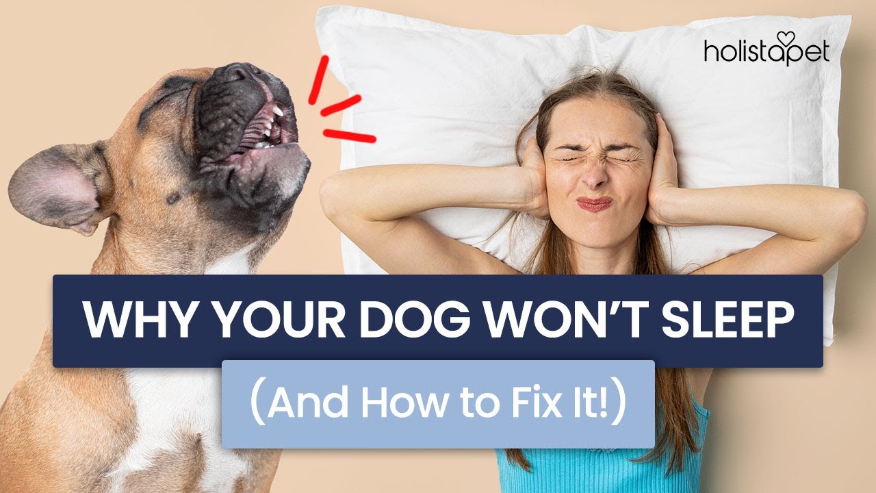 5 Reasons Why Your Dog Won't Sleep at Night (How to fix this)