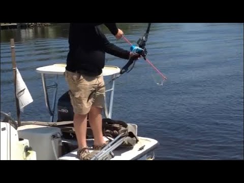 Bow fishing for stingray (catch clean and cook)