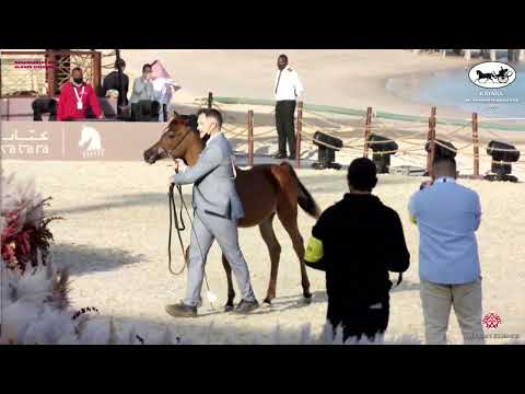 N 5 HAIFA JATHAB   Katara Int  Arabian Peninsula Horse Show 2022   Yearling Fillies Class 1A