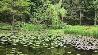 Lacul cu nuferi de la Băile Olănești 2022