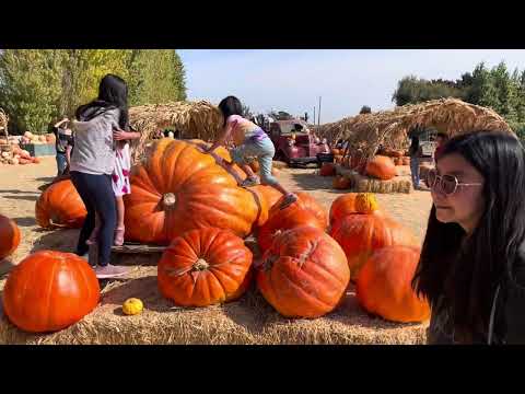 Pumpkin Patch Fairfield Ca