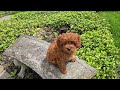 Cavapoo dogs for sale: Hunter - Video 1