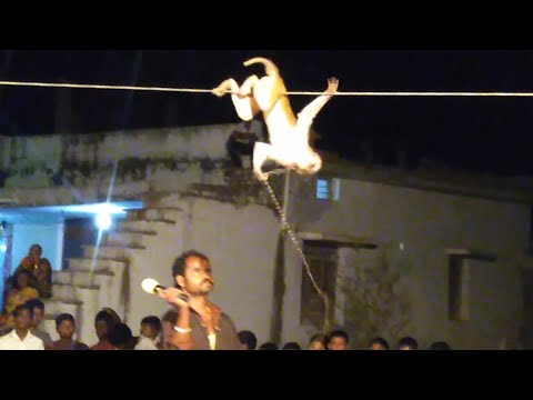 Funny & Talented Monkey | Village Circus | circus video | kothi circus | circus koti