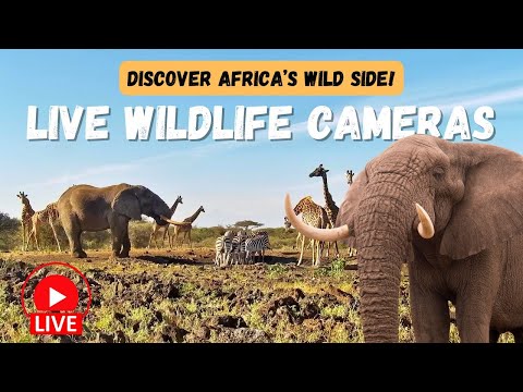 Wild Africa Live