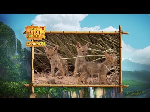 The Jungle Book Safari - Episode 15 - Animals in Japan