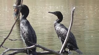 preview picture of video 'Shags and Pelicans at Lake Forbes, Forbes, NSW, Australia'