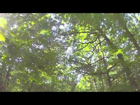 Zalmoxis și Platon, ep.1, sufletul nemuritor