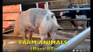 FARM ANIMALS on the FARM (Part 87)  EDUCATIONAL KID VIDEO / Babies, Toddlers, Preschool, K-3