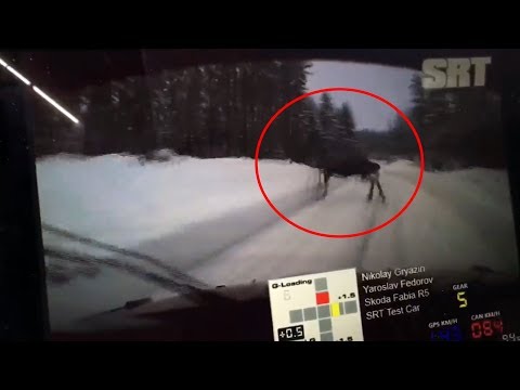 Nikolay Gryazin big crash after finding 2 moose on the road