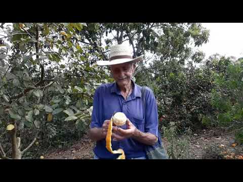 LENINHO COM senhor Joaquim raizeiro porque faz remédios naturais Ilicínea sul MG 