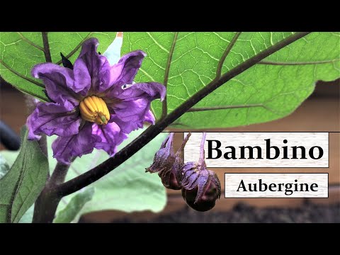 , title : 'Mini-Aubergine 'Bambino' - Super einfacher Anbau auf Balkon, Terrasse & im Gewächshaus!'