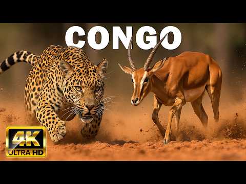 CONGO SAUVAGE | Survivre au Cœur de la Dernière Forêt Primaire d’Afrique | DOCUMENTAIRE ANIMALIER