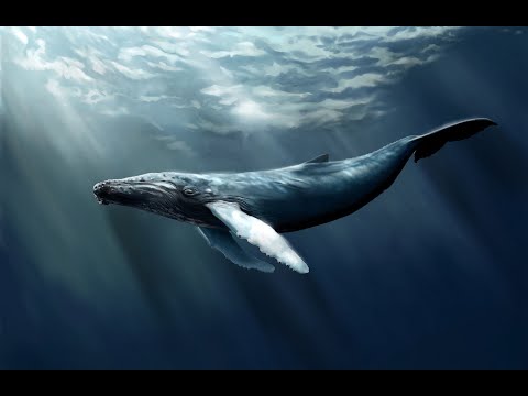 Relaxation: Soothing Whale sounds - 30 minutes