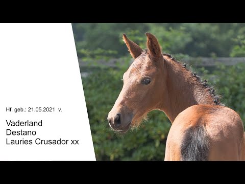 Hf v Vaderland x Destano x Lauries Crusador xx 2021