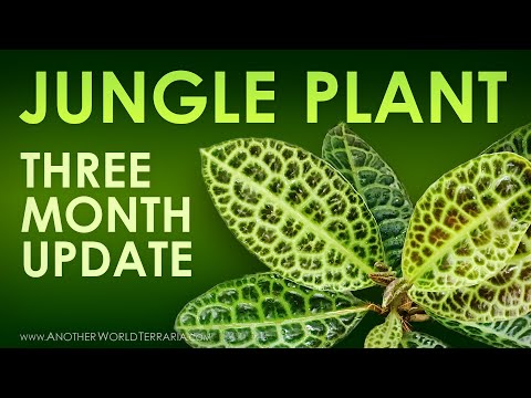, title : 'Jungle Plant Growth Update (3 months)