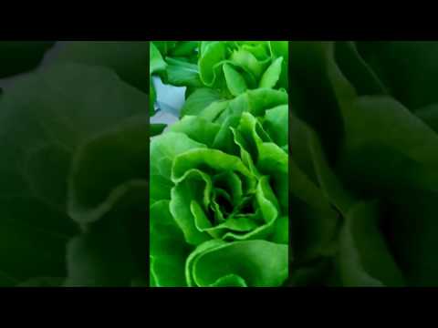 Công nghệ trồng rau Thuỷ canh NFT, Salads Thuỷ canh, Rau sạch 100%