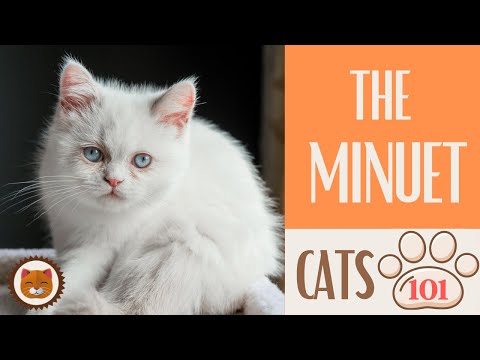 🐱 Cats 101 🐱 MINUET CAT - Top Cat Facts about the MINUET