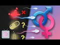 Sex Selection Methods Myths Facts What Works What Doesn T