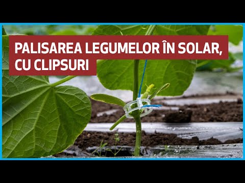 , title : 'Palisarea legumelor în solar, cu clipsuri [ 3 pași ] - Ferma Marcoser - Matca'