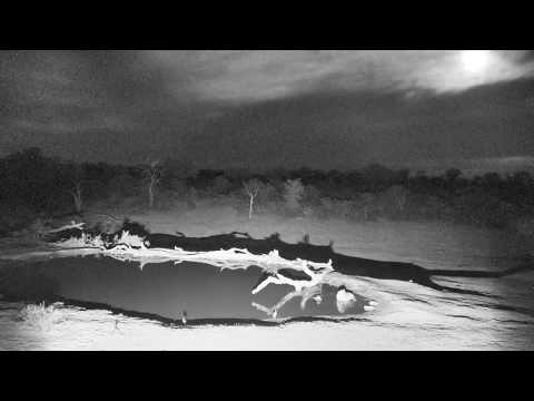 Djuma: Lone Hyena  in for quick dip and sip - 21:12 - 11/24/18