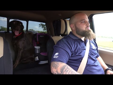 Sheltered Chocolate Lab Becomes Service Dog for Veteran With PTSD