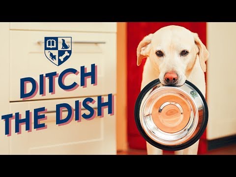 Get Rid of the Food Bowl and Resolve your Dogs Behavior Problems