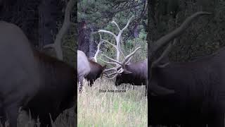 Download lagu pertarungan rusa jantan, #rusa #animals mp3 Download lagu pertarungan rusa jantan, #rusa #animals mp3