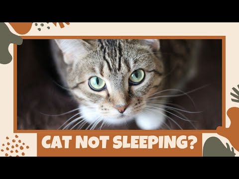 Why My Cat Suddenly Wakes Up Scared?