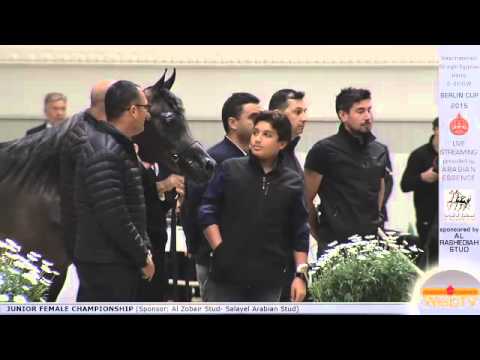 1st N.2 SALSABIL AA - Berlin Cup S-Show Werder 2015 - Junior Female Championship (Class 15)