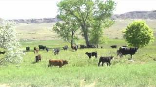 preview picture of video 'Local Colorado Beef at Tony's Market'