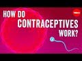 How Do Contraceptives Work NWHunter