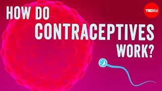 How do contraceptives work? - NWHunter