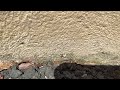 Ants Diving for Our Gel Bait in Sea Girt, NJ
