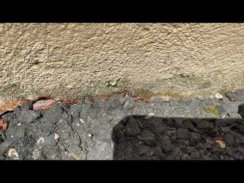 Ants Diving for Our Gel Bait in Sea Girt, NJ