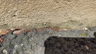 Watch video: Ants Diving for Our Gel Bait in Sea Girt, NJ