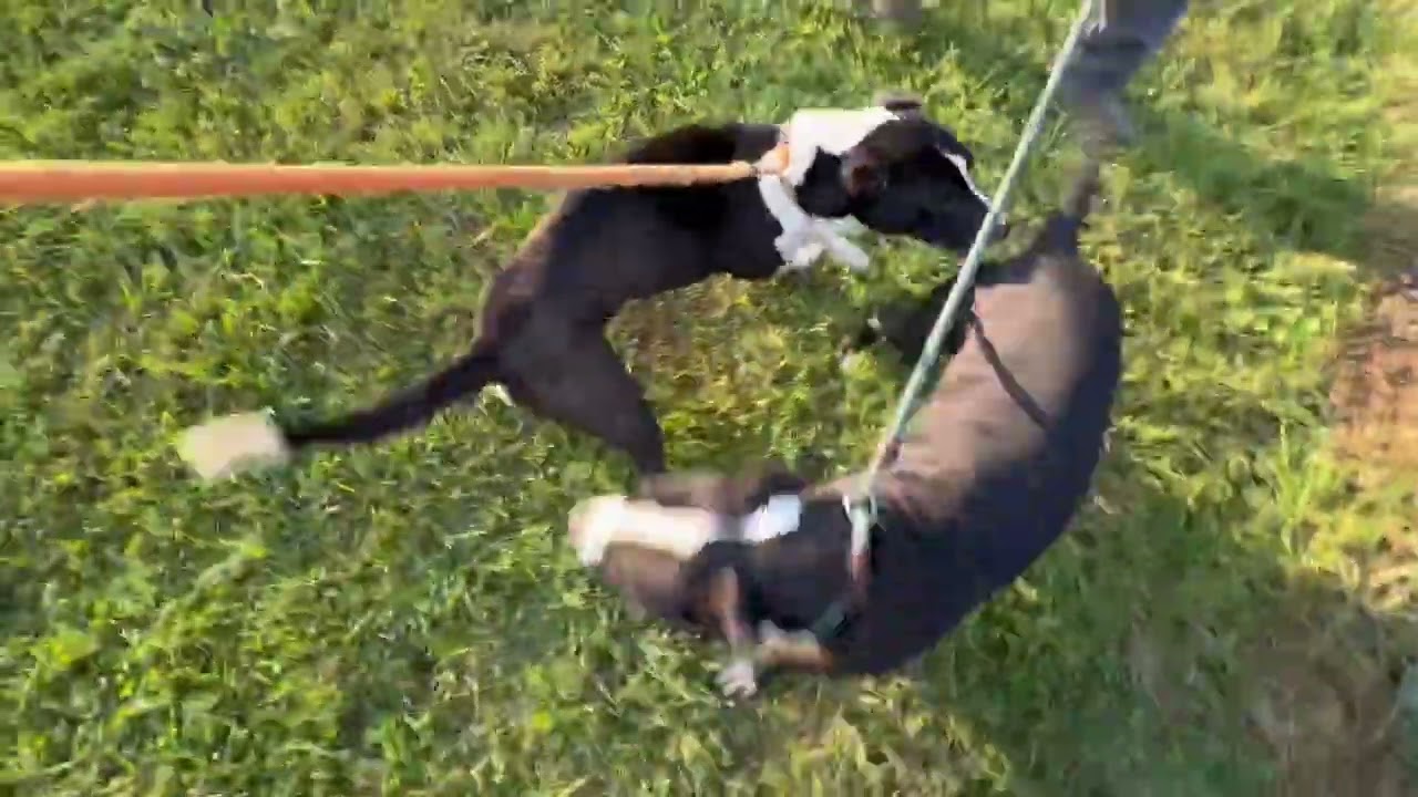 Famous Dave's Leash Test